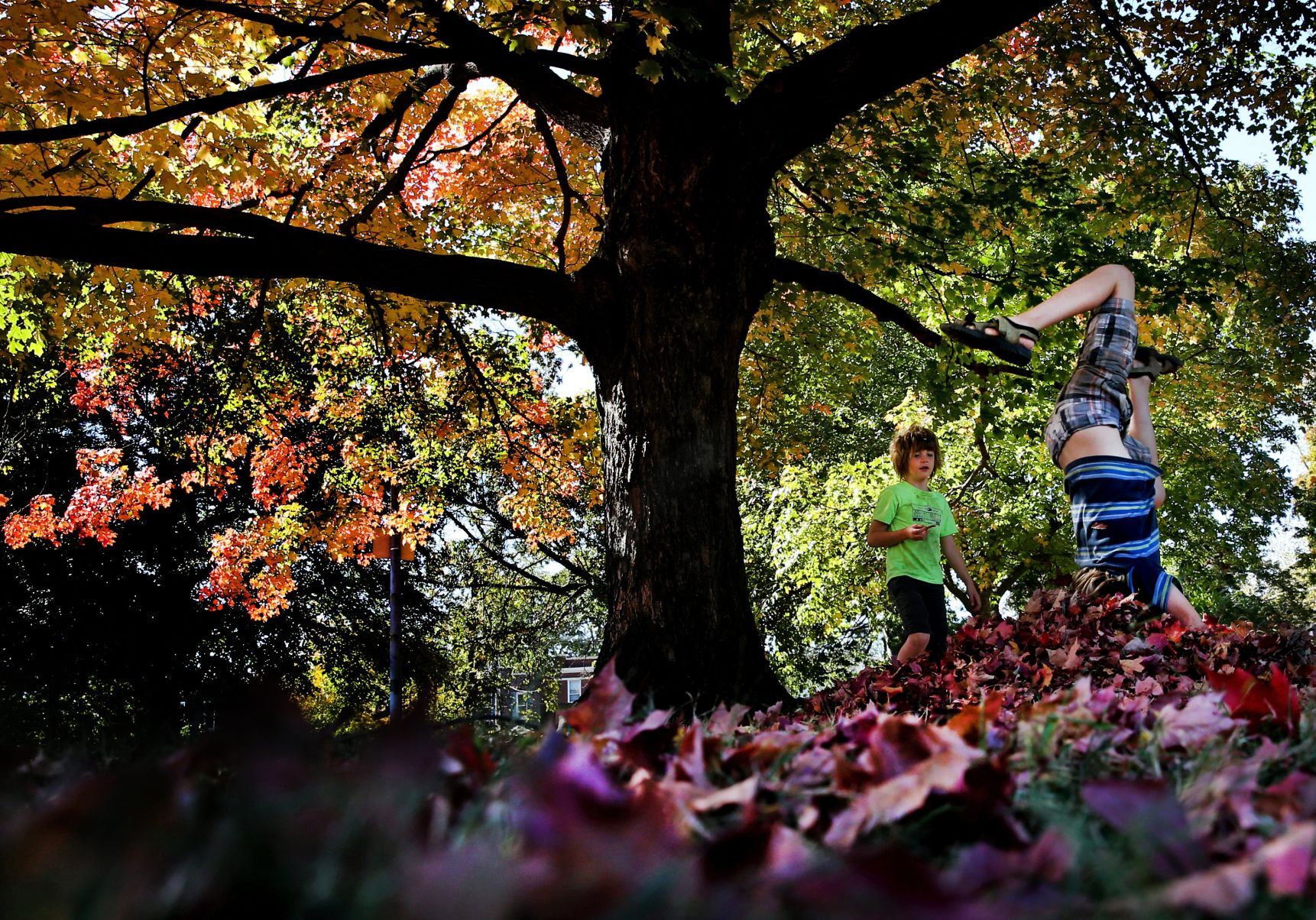 The fun of fall leaves
